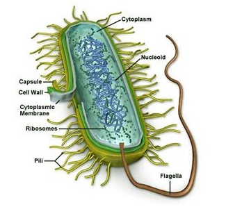 Biology: The Cell (cell parts and functions)